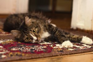 Carpet Care Tips for Pet Owners